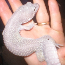 Another pic of male blizzard