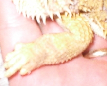 daisy other arm