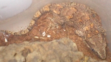 2 of three gargoyle females  updated