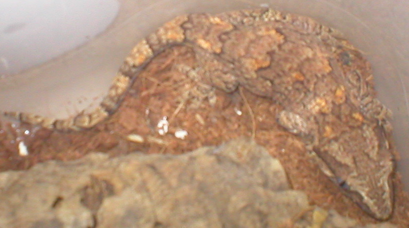2 of three gargoyle females  updated