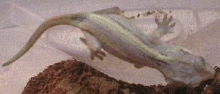 3rd gargoyle female updated