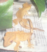 baby cresteds for sale