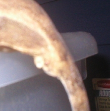 I think its a boy!