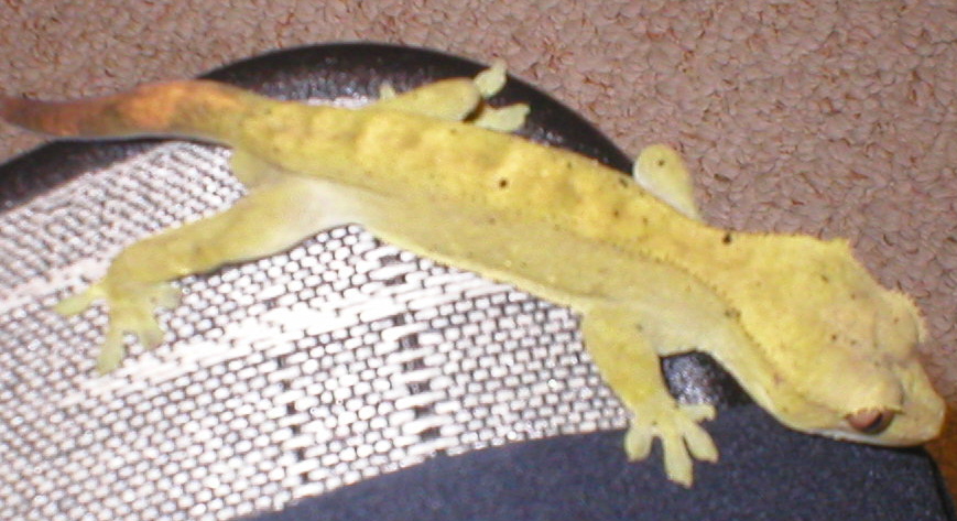 My olive male