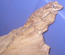 Orange blotch female from clark
