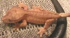 2nd baby with weird tail