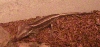 Stripe gargoyle