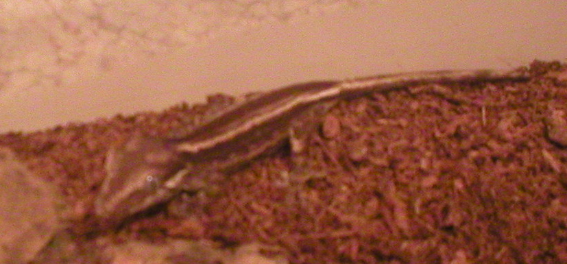 Stripe gargoyle