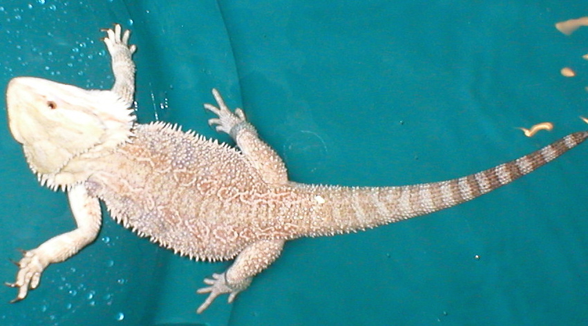 Trajedy in the bath