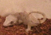 White gargoyle