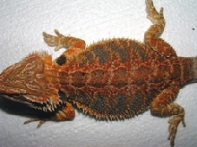 Male Flame