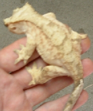 Crested
