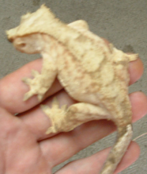 Crested