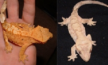 Fire and Tiger crested