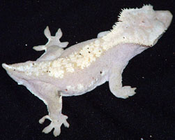 Harlequin Female