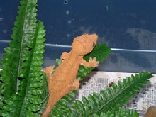 Orange Female