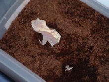 Crested Laying Eggs