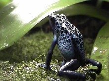 Female D. azureus