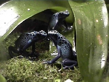 D. azureus trio