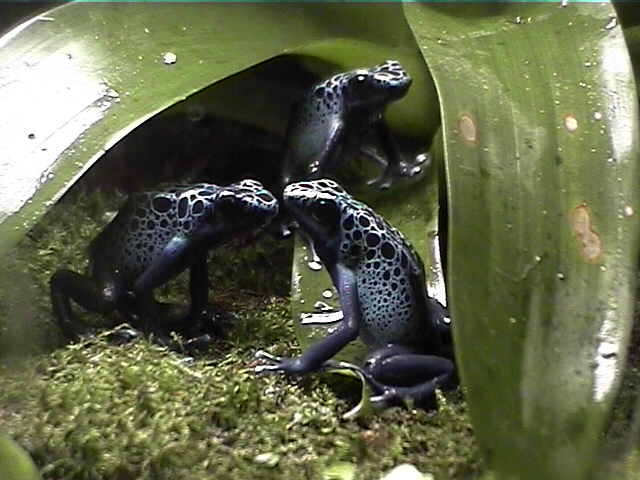 D. azureus trio
