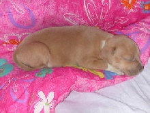 Booby Sleeping