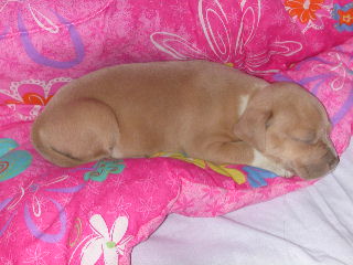 Booby Sleeping