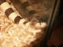 Cali Shedding