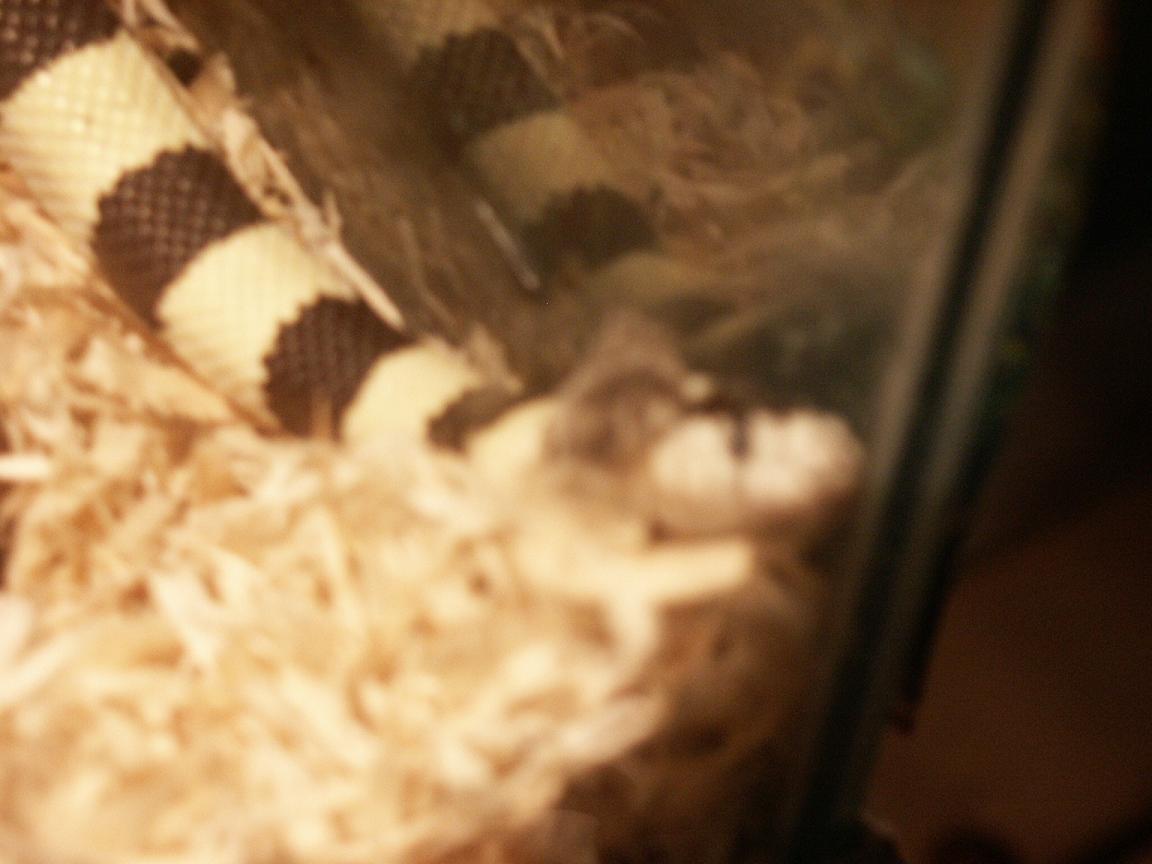 Cali Shedding