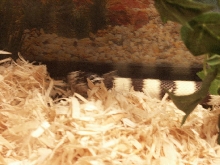 Cali Shedding 2