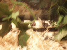 Cali Shedding 3