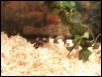 Cali Shedding 4