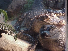 Smiley and Dino1