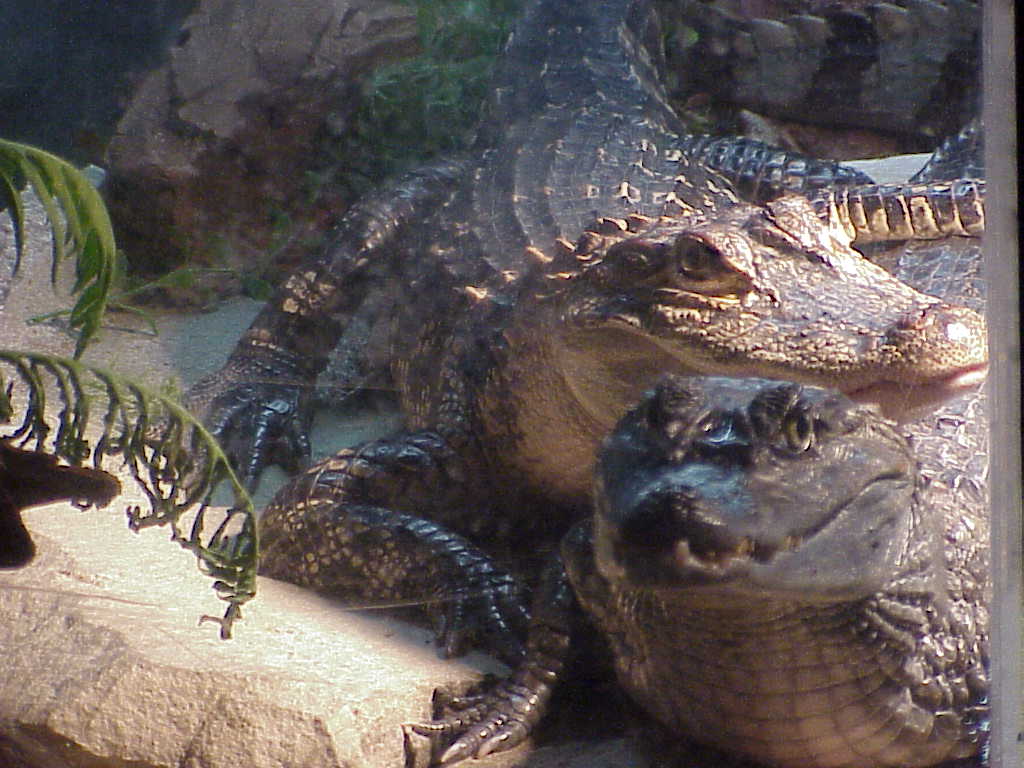 Smiley and Dino1