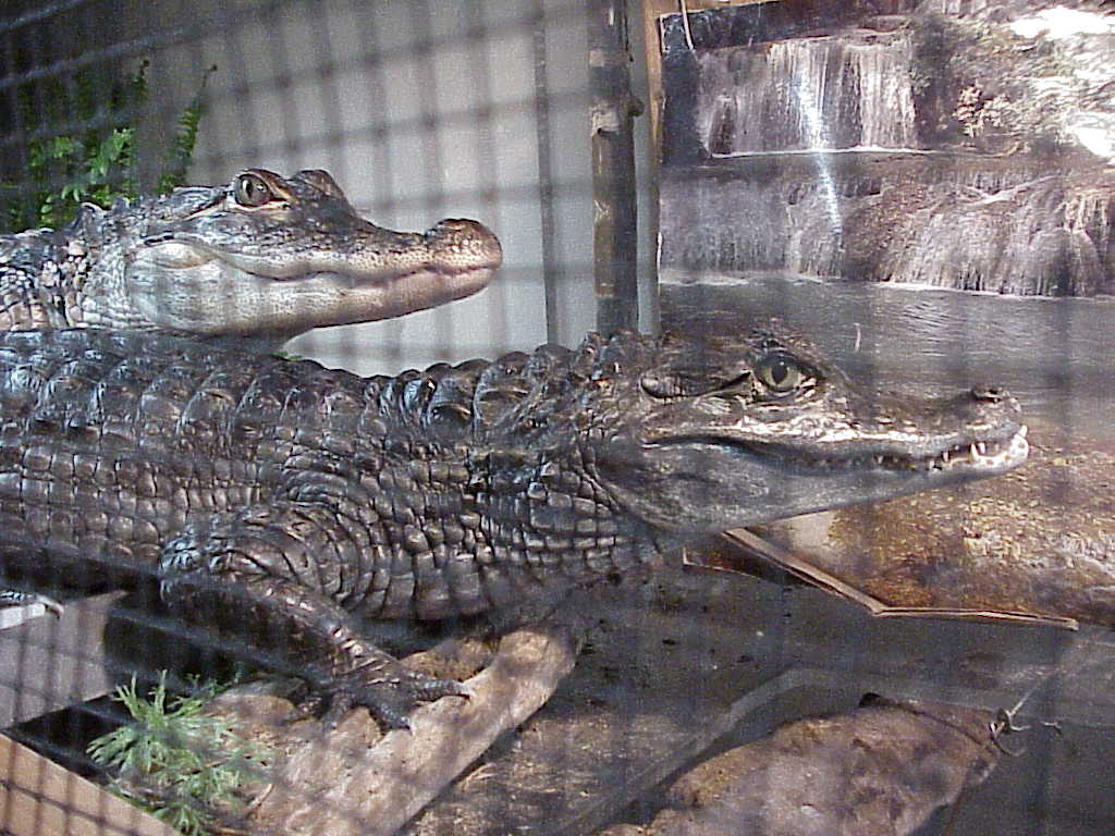 Smiley and Dino2
