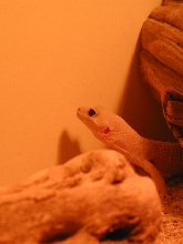 Male Leucistic