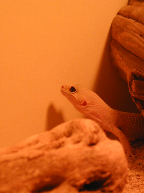 Male Leucistic