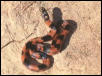 CB 2002 Blotched Kingsnake