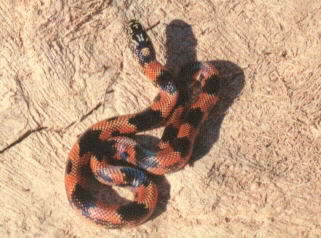 CB 2002 Blotched Kingsnake