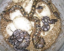 Axanthic Balls
