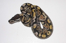Axanthic Balls