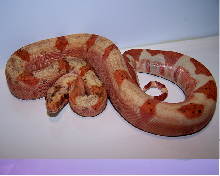 candy cane boa