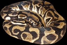 Ocelot Male
