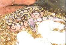 Super Pastels