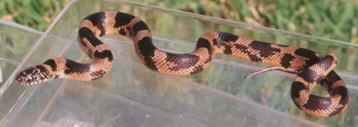 Blotched Kingsnake
