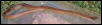 Blotched Kingsnake