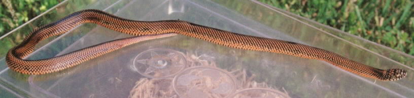 Blotched Kingsnake