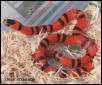 Red Honduran Milksnake C.B. 01