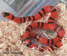 Red Honduran Milksnake C.B. 01