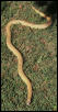 South Florida Kingsnake