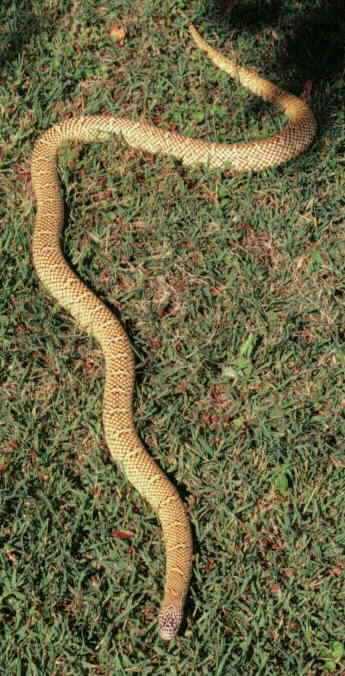 South Florida Kingsnake